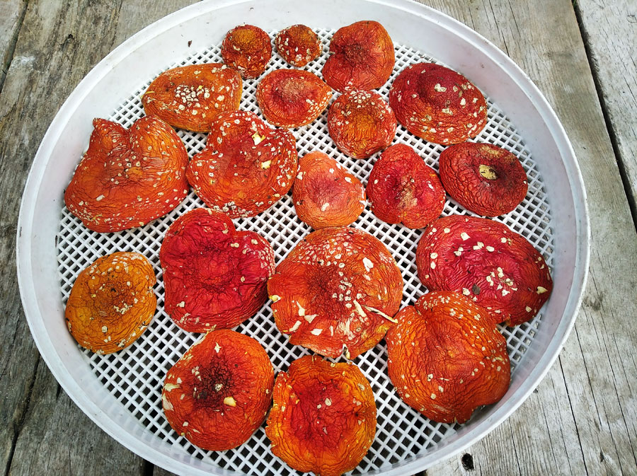 Мухомор красный